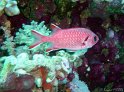 DSC09033 - 050329 - Habili Gaffar - Poisson soldat